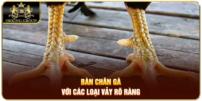 Bàn chân gà với các loại vảy rõ ràng