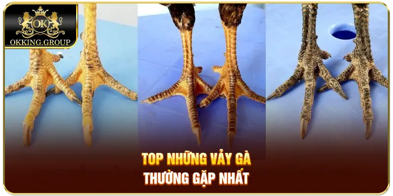 Top những vảy gà thường gặp nhất