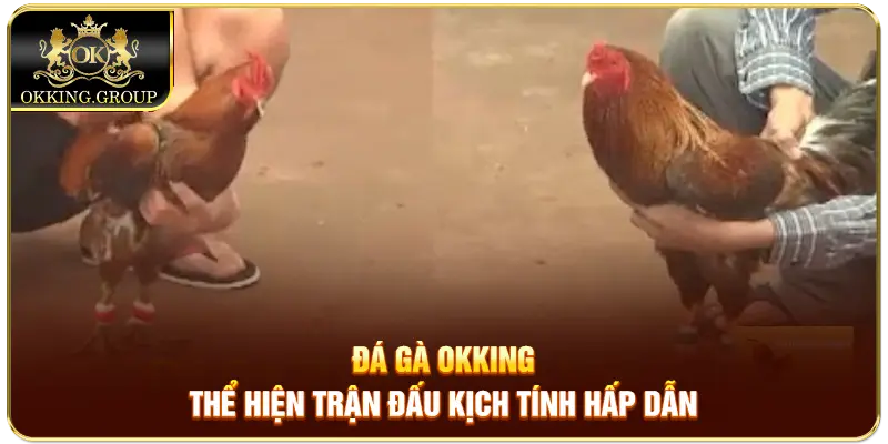 Đá gà Okking thể hiện trận đấu kịch tính hấp dẫn